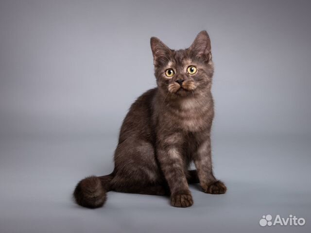 Котёнок-подросток Агат