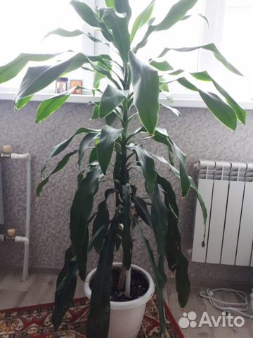 Драцена фрагранс Голден Кост