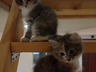 Котята красивой кошки и папы породы бобтейл объявление продам