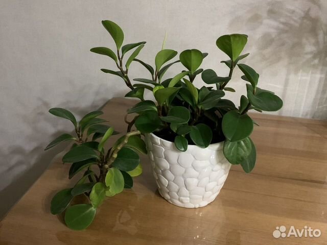 Пеперомия цветок