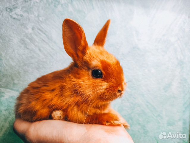 Карликовый кролик - рыжий сатиновый