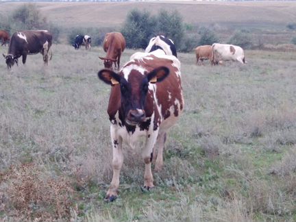 Корова Айширка с документами - фотография № 2