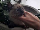 Сиамская котенок бесплатно объявление продам