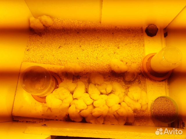 Яйцо Цыплята бройлеры суточны