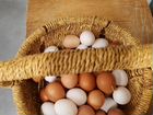 Яйцо Домашнее Экологически чистое объявление продам