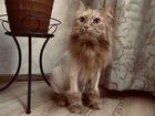 Стрижка кошек - Груминг (выезд на дом) объявление продам