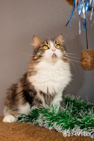 Отдается красивая кошечка Фета