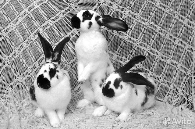 Кролики (бабочки, калифорнийские, черные строкачи)