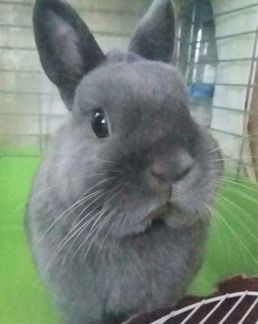 Карликовый кролик.Вязка