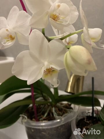 Орхидея фаленопсис