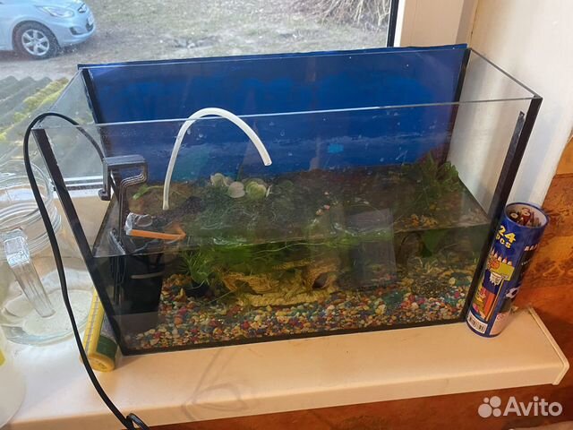 Аквариум с гуппи