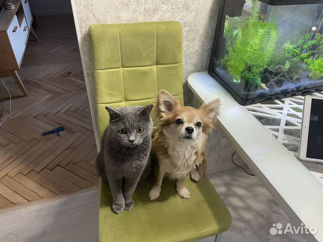 Передержка собак и уход за Кошками