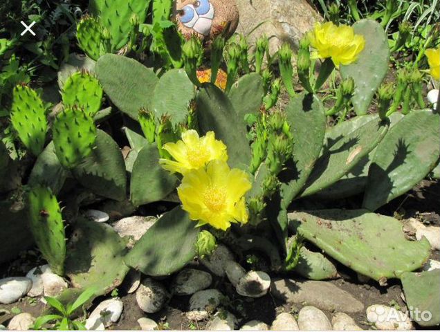 Опунция, Юкка