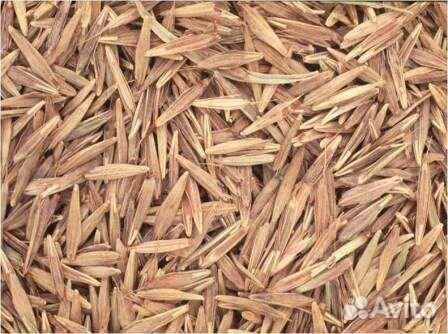 Семена костра (кострец)