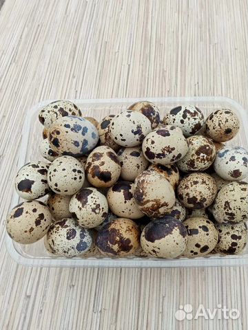 Яйца перепелиные домашние