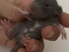 Декоративная крыса дамбо объявление продам