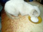 Продам котенка породы Тайская, окрас Ред-Пойнт