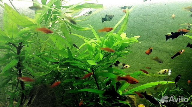 Рыбки аквариумные