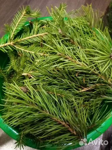 Хвоя и иголки сосны, ели, пихты, кедра