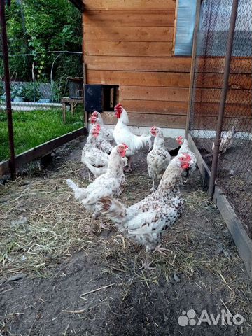 Инкубационное яйцо породных кур