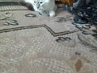 Балинезийские котята объявление продам