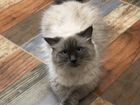 Балинезийская кошка вязка
