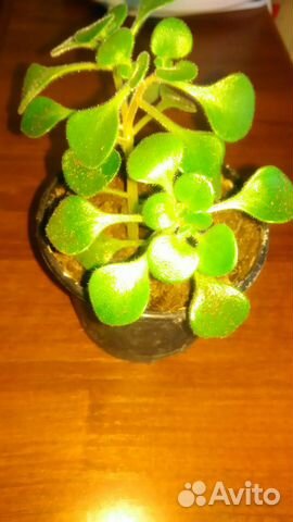 Аихризон, дерево любви