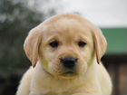 Лабрадор щенки палевого окраса объявление продам