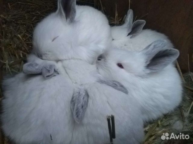 Кролики маленькие и большие, самцы и самки