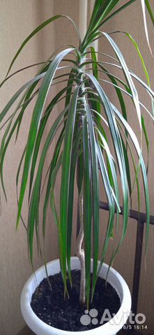 Драцена - хит сезона