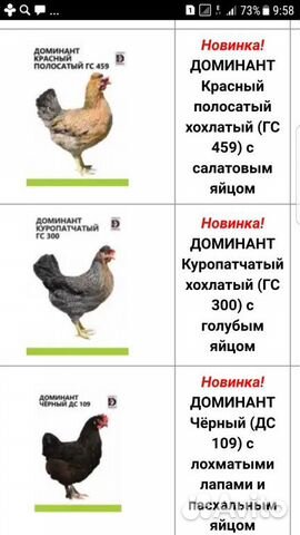 Цыплята Доминант с цветным яйцом