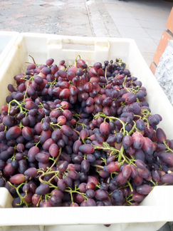 Черенки винограда столовых сортов