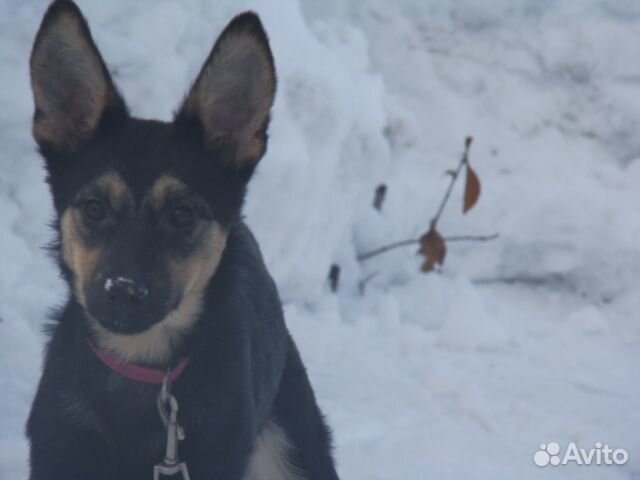 Отдам бесплатно