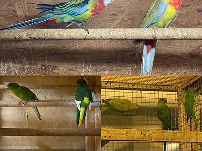 Продаю попугаев и животных оптом разных видов(волн
