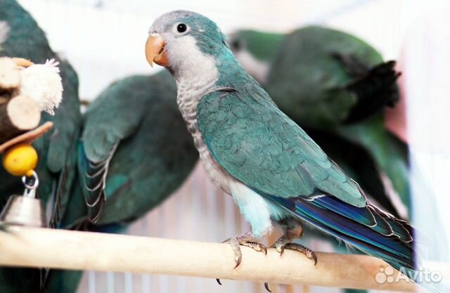 Птенцы калита, квакер, монах