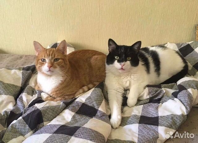 Котики Сёма и Лёва в добрые руки