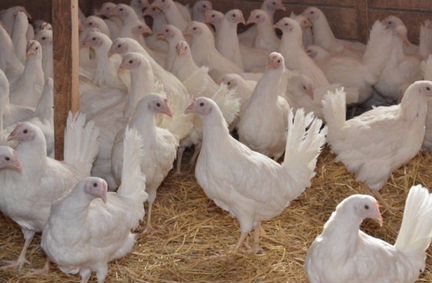 Куры молодки несушки леггорн