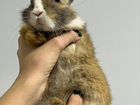 Лисий кролик (малыш 3 месяца)