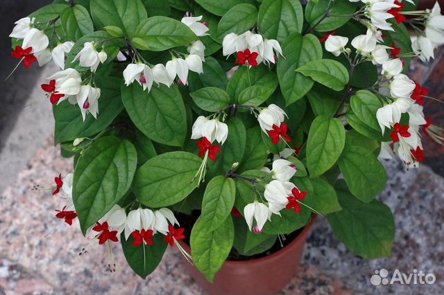 Клеродендрум томпсон