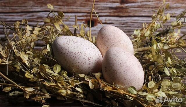 Инкубационное яйцо из Европы и России
