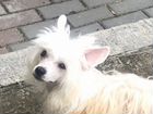 Продается Китайская Хохлатая собака объявление продам