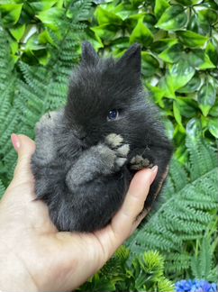 Мини кролики(Царские)