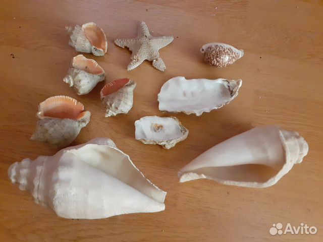 Морские раковины 20-22см, ракушки, морская звезда