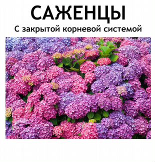 Саженцы сибирские