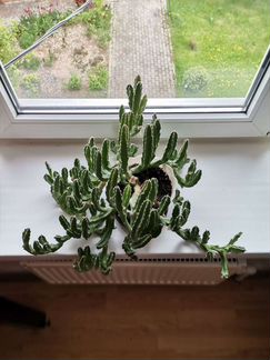 Кактус стапелия