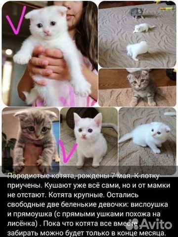 Котёнок Британская вислоухая белая