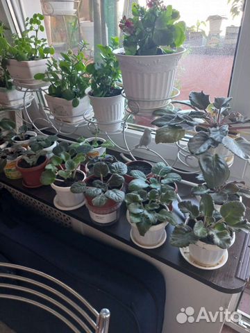 Фиалки продажа