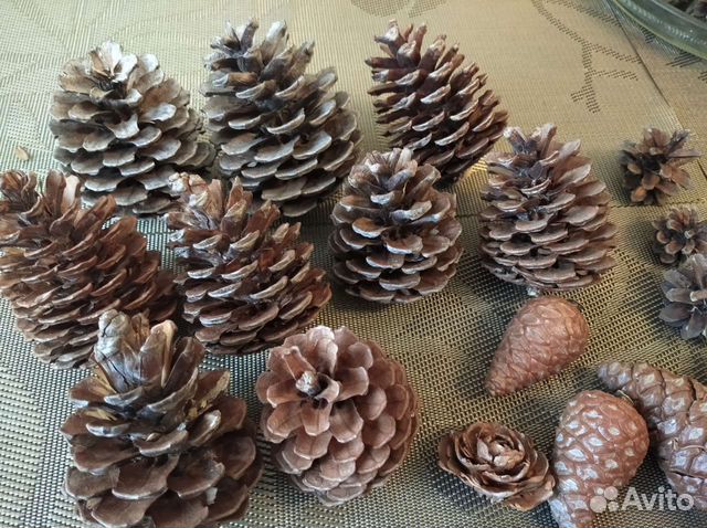 Шишки крупные кипарис сосна декор