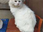 Белый пушистый кот бездомный объявление продам