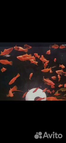 Аквариумные рыбки, мотыль, аулофорус, креветки